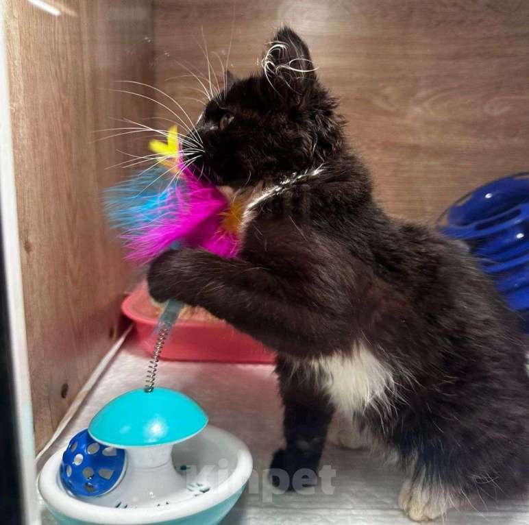 Кошки в Москве: Трехмесячный котенок срочно ищет дом 🆘️ Ему некуда идти, разве что снова улица Мальчик, Бесплатно - фото 3