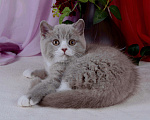 Кошки в Санкт-Петербурге: Британский котик окраса лиловый биколор Мальчик, 40 000 руб. - фото 4