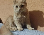 Кошки в Новосибирске: Шотладская кошка даром Девочка, 10 руб. - фото 1