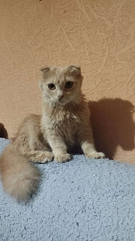 Объявление: Шотладская кошка даром, 10 руб., Новосибирск