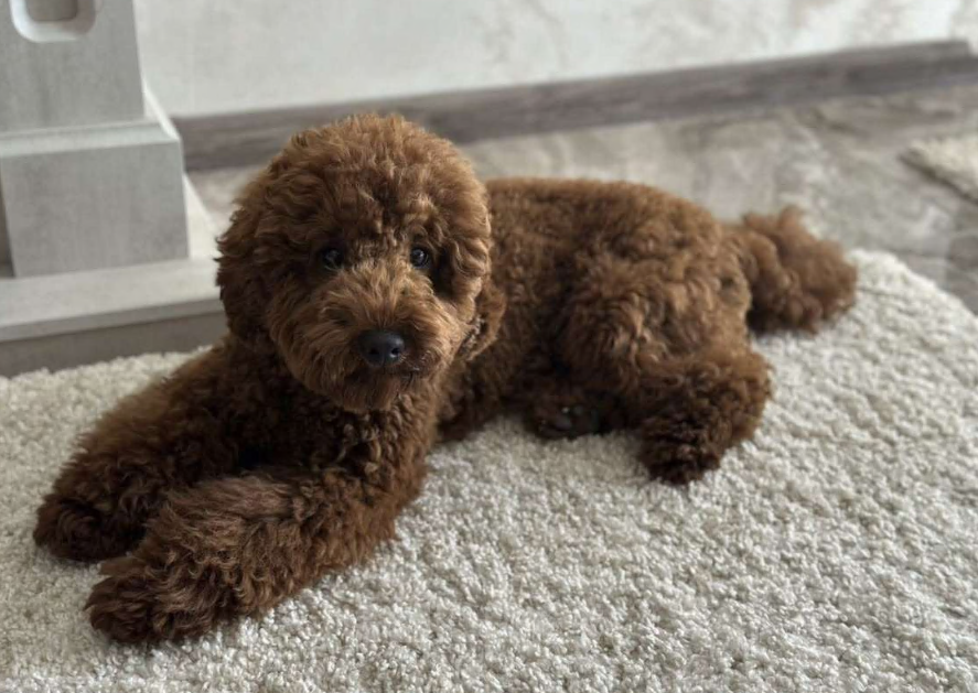 Собаки в других городах Краснодарского края: Ищу хозяина  Мальчик, Бесплатно - фото 2