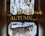 Собаки в Твери: Продаются щенки чистокровной Сибирской хаски  Девочка, 10 000 руб. - фото 2