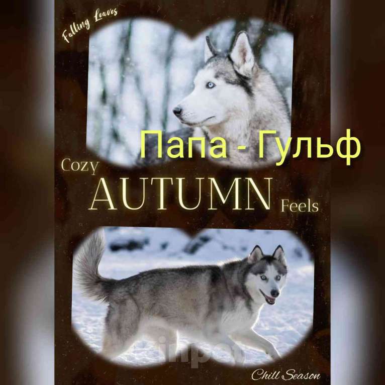 Собаки в Твери: Продаются щенки чистокровной Сибирской хаски  Девочка, 10 000 руб. - фото 2