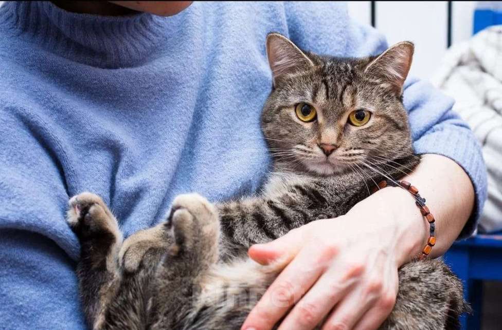 Кошки в Москве: Британская кошка Фенечка в самые добрые руки Девочка, 1 руб. - фото 4