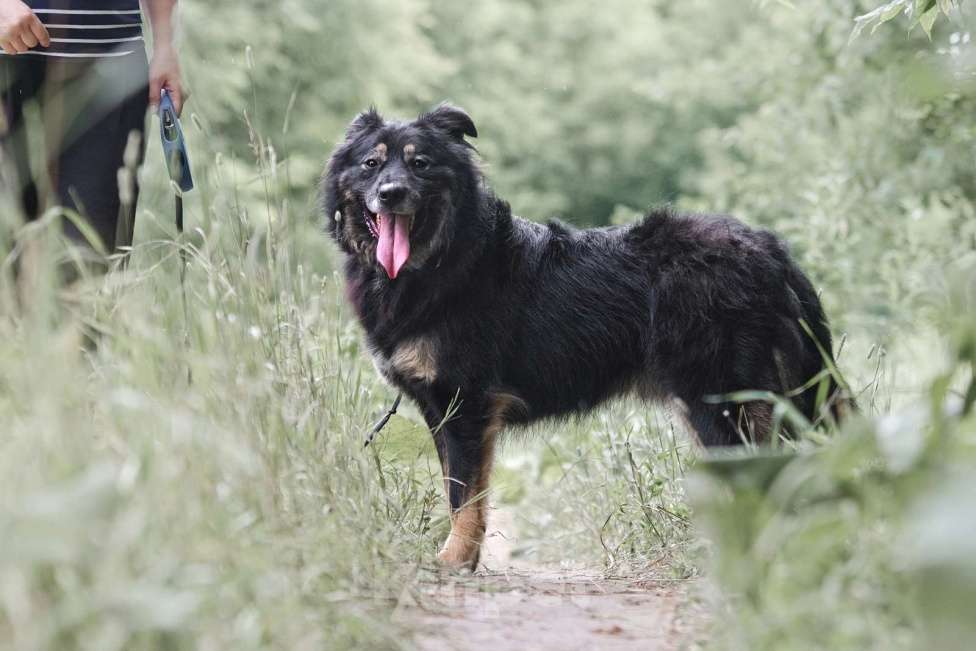 Собаки в Москве: Плюшевый Майк Мальчик, Бесплатно - фото 7
