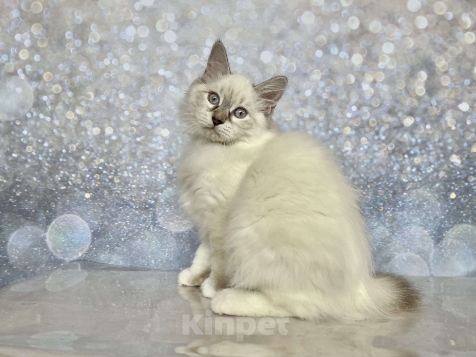 Кошки в других городах Московской области: Rokki of Rufus Vallis Мальчик, 50 000 руб. - фото 3