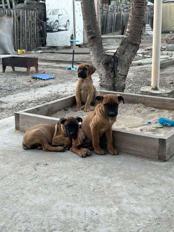Собаки в Астрахани: Продаю Чистокровных Щенков Кане-Корсо Девочка, 20 000 руб. - фото 4