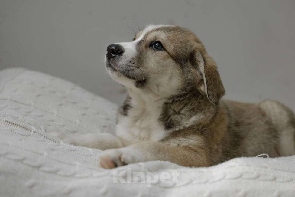 Собаки в Москве: Щенок Шалфей ищет дом Мальчик, Бесплатно - фото 4