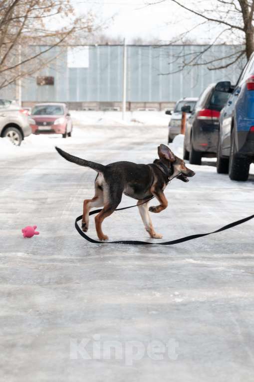 Собаки в Ногинске: Ивонна ждет свою семью в приюте Девочка, Бесплатно - фото 6