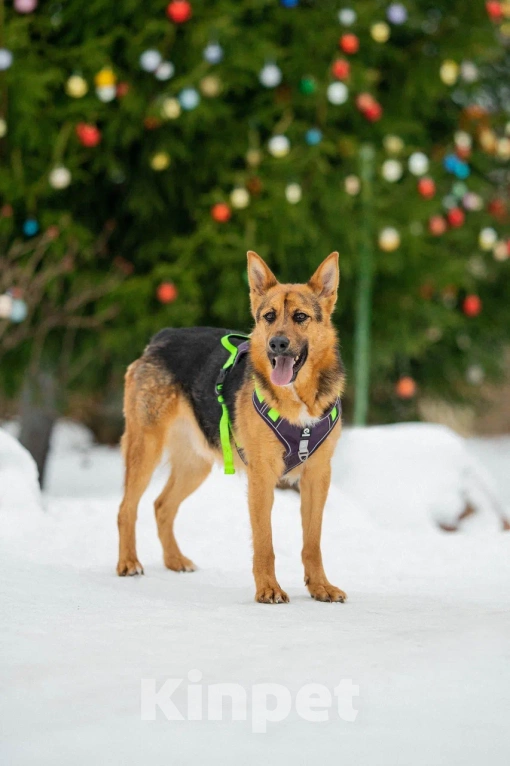 Собаки в Москве: Джой в поисках дома Мальчик, Бесплатно - фото 3