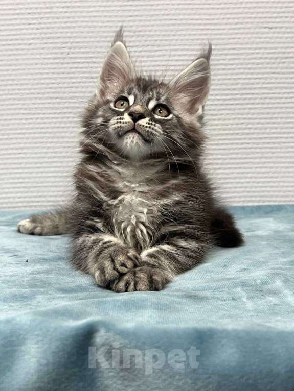 Кошки в Москве: Мейн-кун мальчик  Мальчик, 30 000 руб. - фото 7