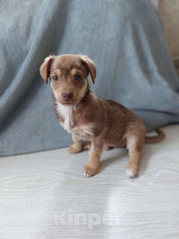 Собаки в Санкт-Петербурге: Очень красивый маленький щенок Девочка, Бесплатно - фото 3