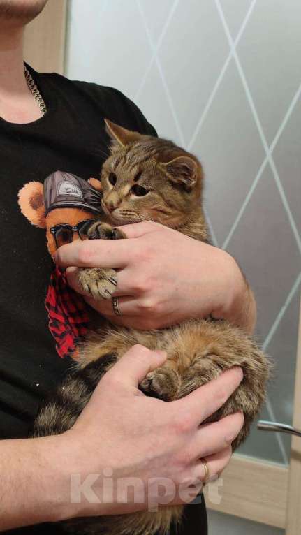 Кошки в Красногорске: Котенок Туман 5 месяцев ищет дом  Мальчик, Бесплатно - фото 2