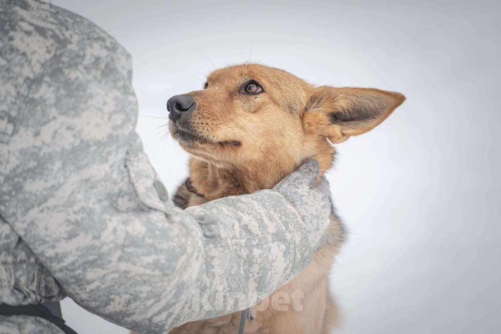 Собаки в Клине: Санни — солнечная собачка Девочка, Бесплатно - фото 8