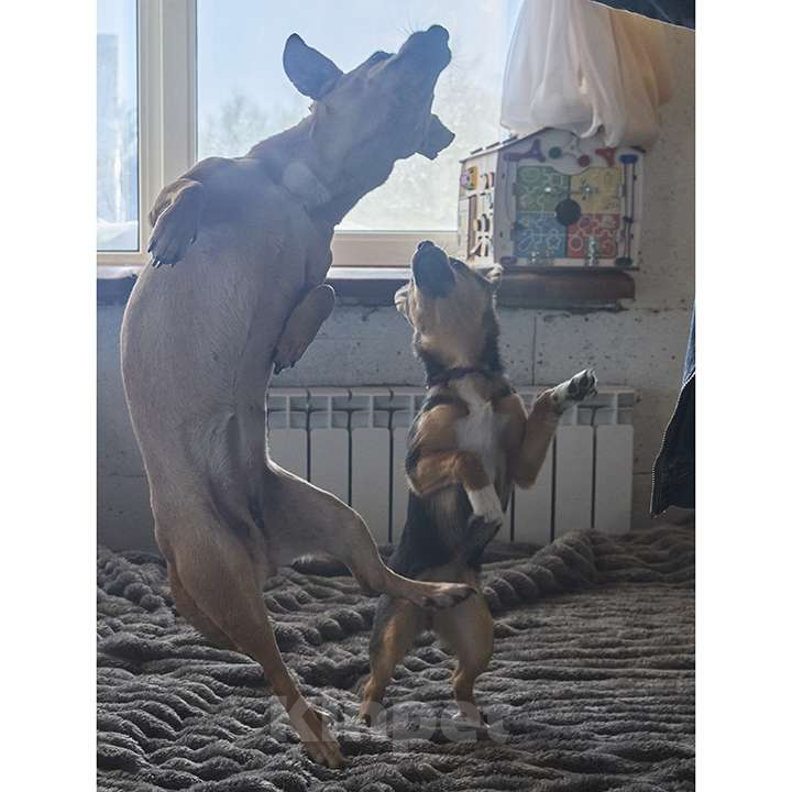 Собаки в Москве: Рыжуля Девочка, 10 руб. - фото 6