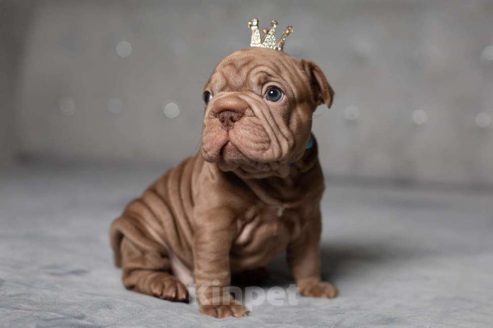 Собаки в Москве: Французский бульдог (бигроп), щенок Девочка, 150 000 руб. - фото 1