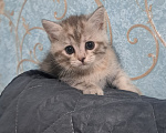 Кошки в Ярославле: Котенок девочка полосатая Девочка, 1 000 руб. - фото 6