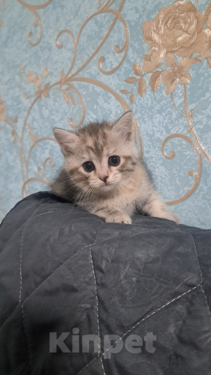 Кошки в Ярославле: Котенок девочка полосатая Девочка, 1 000 руб. - фото 6