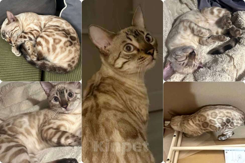 Кошки в Перми: Снежный бенгал роскошный окрас Мальчик, 50 000 руб. - фото 8