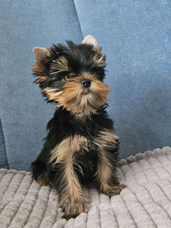 Собаки в Москве: Мальчик йорка Мальчик, 40 000 руб. - фото 3