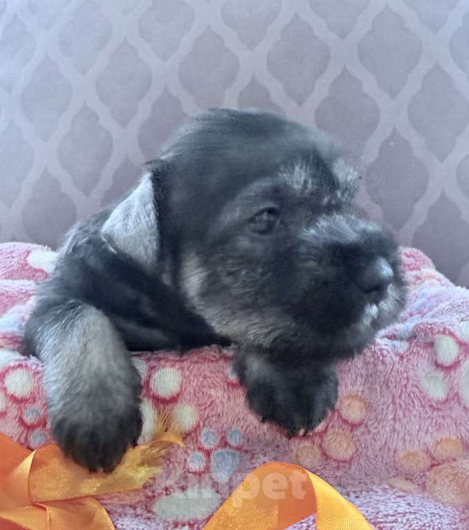 Собаки в Владимире: Мальчики Мальчик, Бесплатно - фото 5