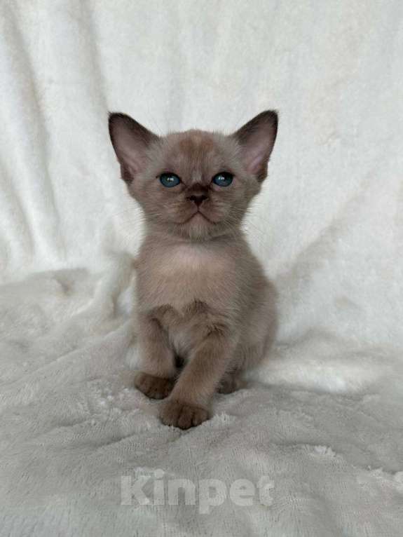 Кошки в Москве: Бурманский мальчик Альтаир. Бронирование! Мальчик, 80 000 руб. - фото 1