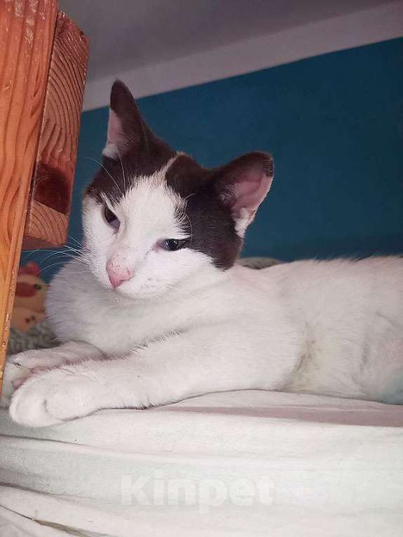 Кошки в Санкт-Петербурге: Зюфа ищет дом Девочка, Бесплатно - фото 2