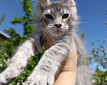 Кошки в Екатеринбурге: Котята мейн кун ласковые гиганты Мальчик, 35 000 руб. - фото 4