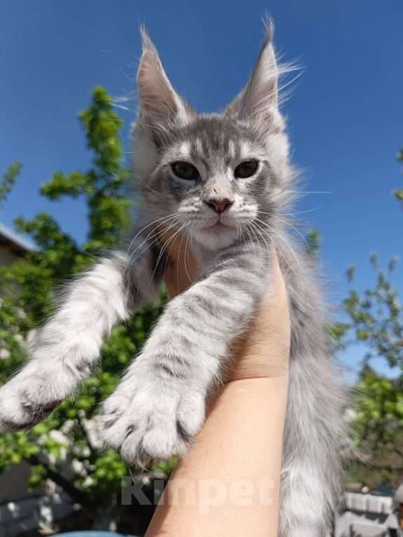 Кошки в Екатеринбурге: Котята мейн кун ласковые гиганты Мальчик, 35 000 руб. - фото 4