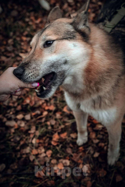 Собаки в Москве: Виби Девочка, Бесплатно - фото 4