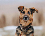 Собаки в Москве: Джой Мальчик, Бесплатно - фото 1