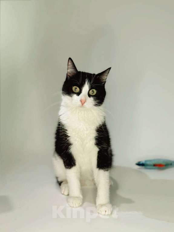 Кошки в Балашихе: Снич Мальчик, Бесплатно - фото 4