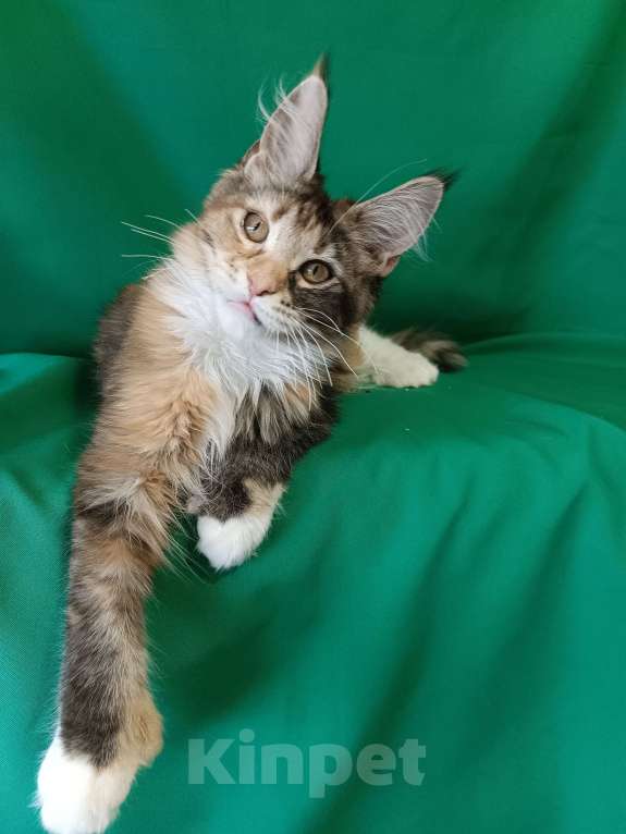 Кошки в других городах Владимирской области: Девочка мейн кун полидакт Девочка, Бесплатно - фото 5