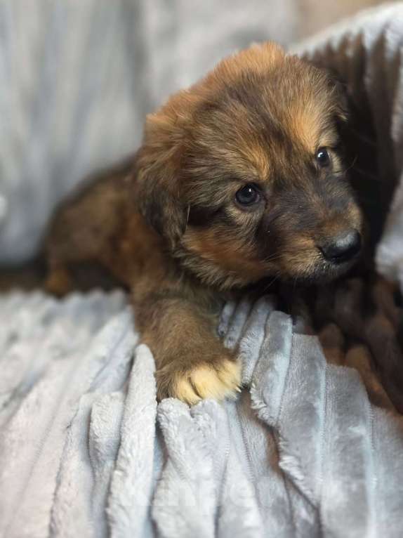 Собаки в Москве: Щенки от мамы-овчарки в дар Мальчик, 1 руб. - фото 9