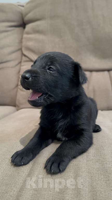 Собаки в Москве: Черныш Мальчик, Бесплатно - фото 5