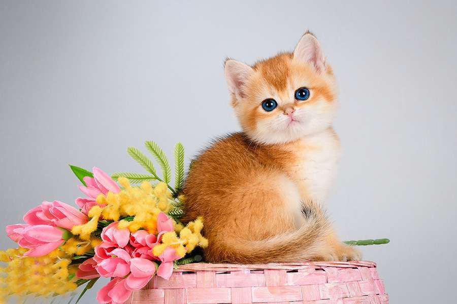 Кошки в Москве: Британские котята.Золото шиншиллы.Красивый подарок Девочка, Бесплатно - фото 9