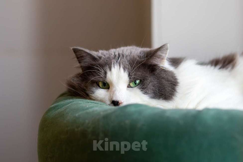 Кошки в Москве: Кот Пуэр в добрые руки Мальчик, Бесплатно - фото 3