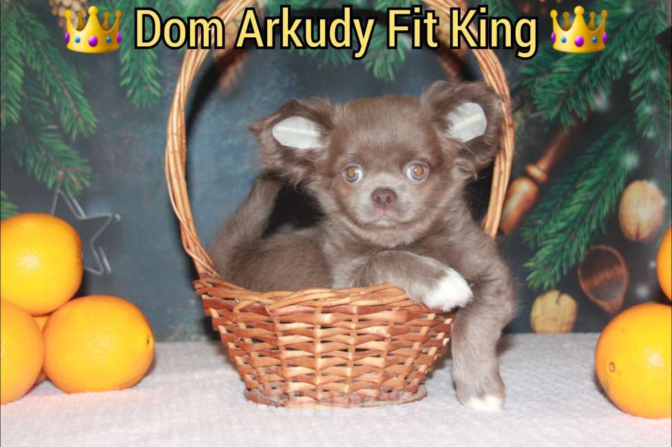 Собаки в Саратове: Лиловый малыш  Мальчик, 45 000 руб. - фото 7