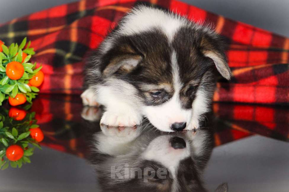 Собаки в Москве: Щенки вельш корги пемброк Девочка, 65 000 руб. - фото 4