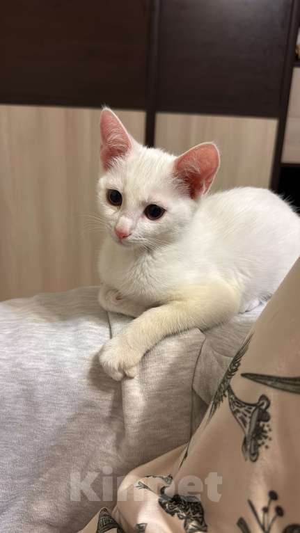 Кошки в Москве: Котёнок 3 месяца Девочка, Бесплатно - фото 1