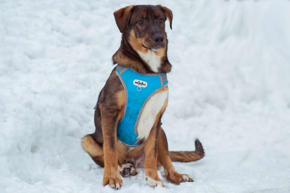 Собаки в Москве: щенок Боб в добрые руки Мальчик, Бесплатно - фото 2