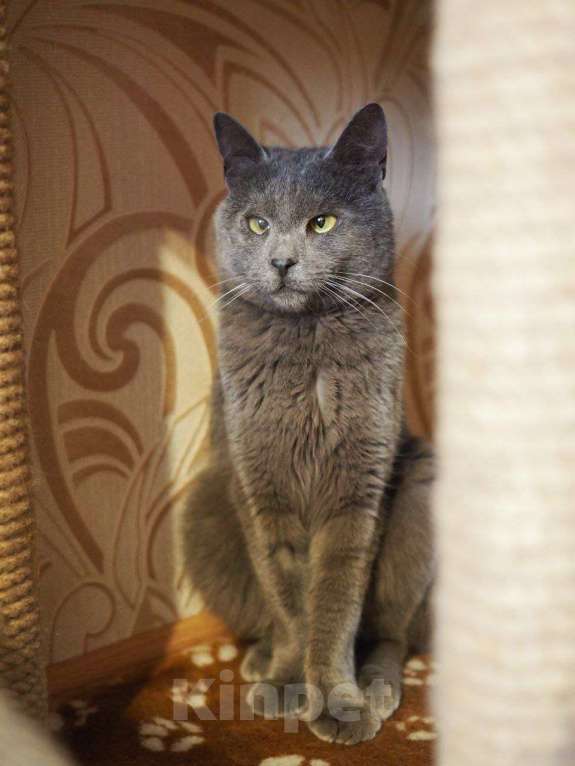 Кошки в Москве: Гоша ищет дом Мальчик, Бесплатно - фото 3