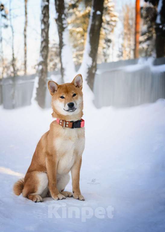 Собаки в Москве: Щенок девочка Сиба-ину ласковая и нежная Девочка, 60 000 руб. - фото 1