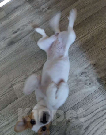 Собаки в Копейске: Джек Рассел терьер, щенок  Девочка, 15 000 руб. - фото 1