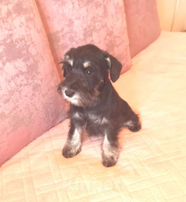 Собаки в Москве: Щенок цвергшнауцера Девочка, Бесплатно - фото 5