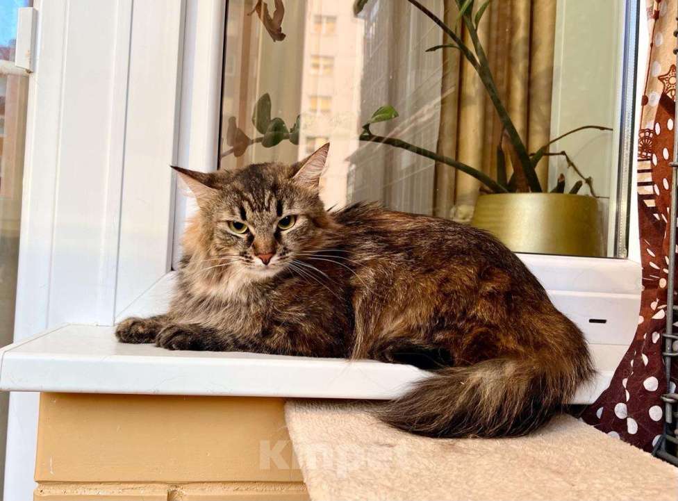 Кошки в Москве: Пушистая кошечка сибирской наружности Джуди в добрые руки Девочка, Бесплатно - фото 3