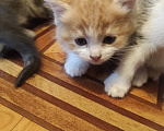 Кошки в Самаре: Котята в добрые руки Разнополые, Бесплатно - фото 4
