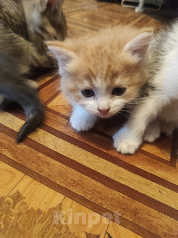 Кошки в Самаре: Котята в добрые руки Разнополые, Бесплатно - фото 4