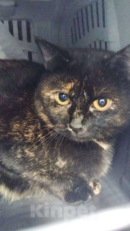 Кошки в Санкт-Петербурге: Королева Матильда  Девочка, Бесплатно - фото 1