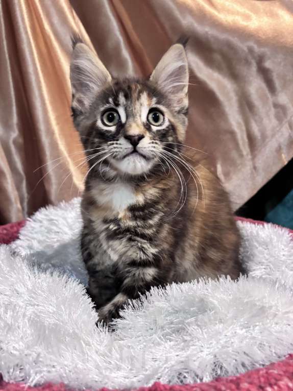 Кошки в Петергофе: Очень яркая девчоночка Девочка, 35 000 руб. - фото 6